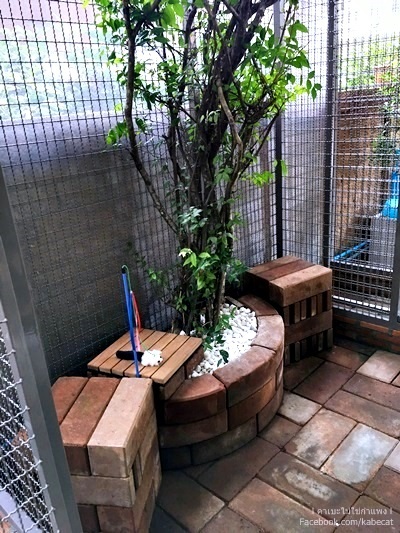 บ้านแมว บ้านแมว