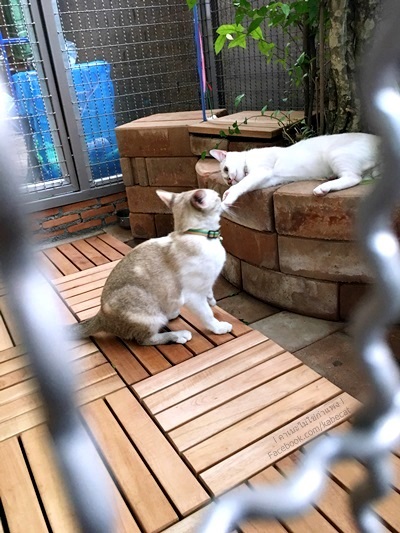 ทาสแมว ทาสแมว