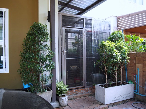 บ้านแมว บ้านแมว