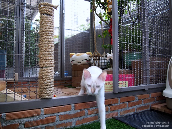 กรงแมว กรงแมว