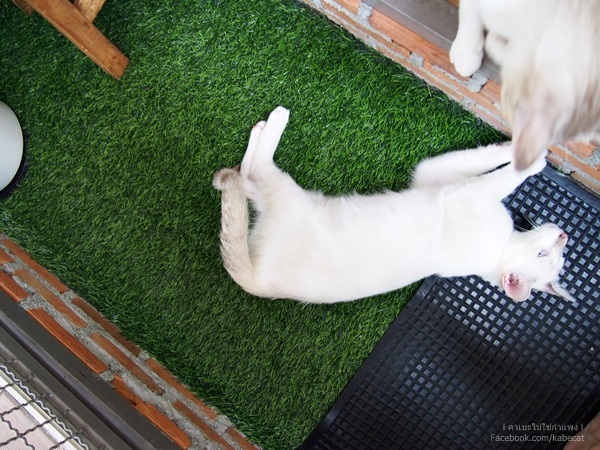 สร้างบ้านแมว สร้างบ้านแมว