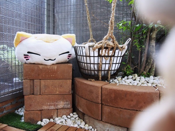 บ้านแมว บ้านแมว