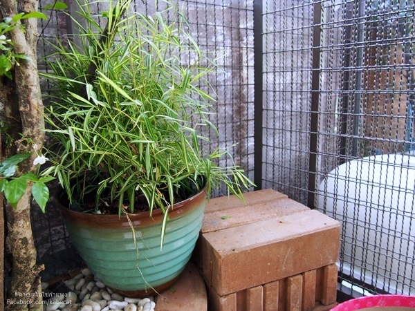 บ้านแมว บ้านแมว