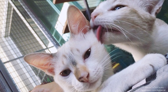 ไอเดียการสร้างบ้านแมว ไอเดียการสร้างบ้านแมว