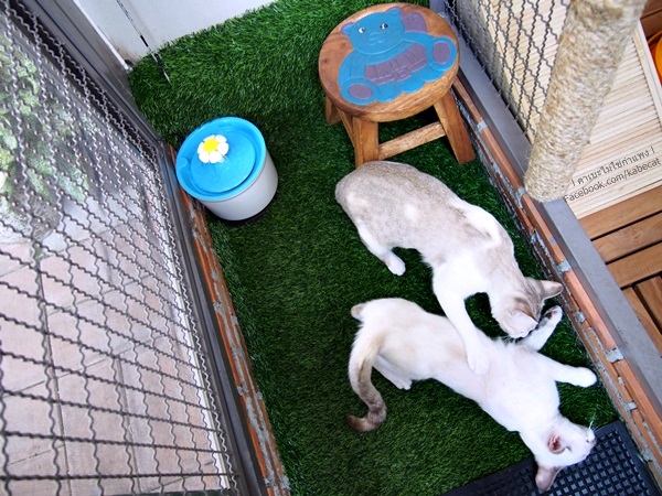 บ้านแมว บ้านแมว