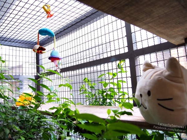 บ้านแมว บ้านแมว