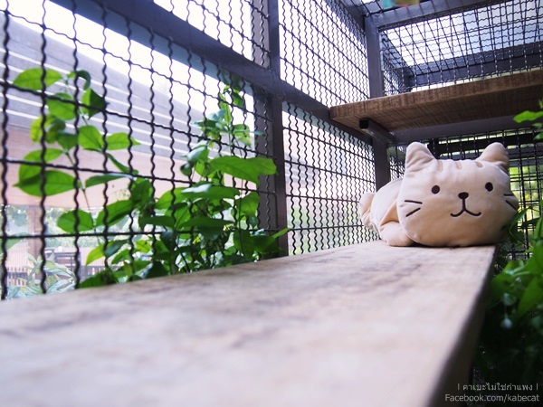 บ้านแมว บ้านแมว