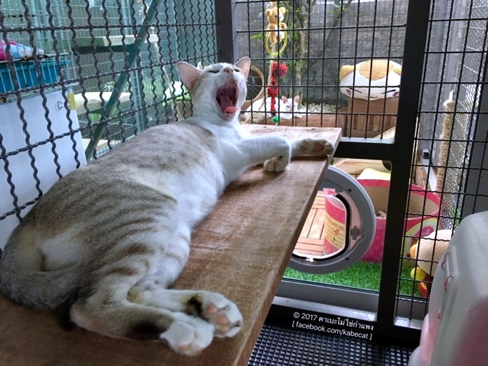 สร้างบ้านแมว สร้างบ้านแมว