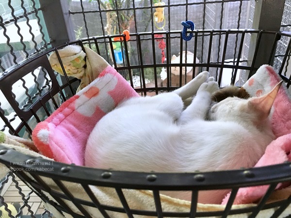 ที่นอนแมว ที่นอนแมว