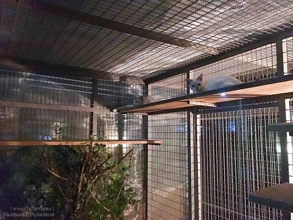 กรงแมว กรงแมว