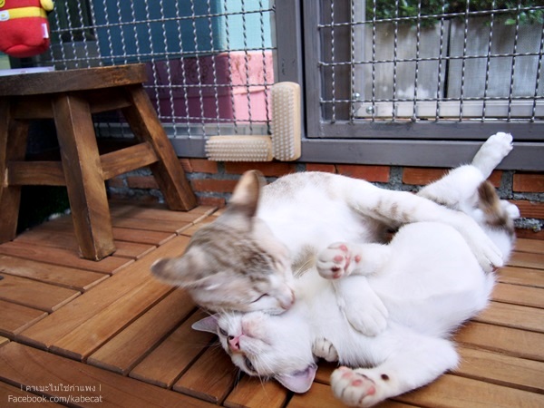 บ้านแมว บ้านแมว