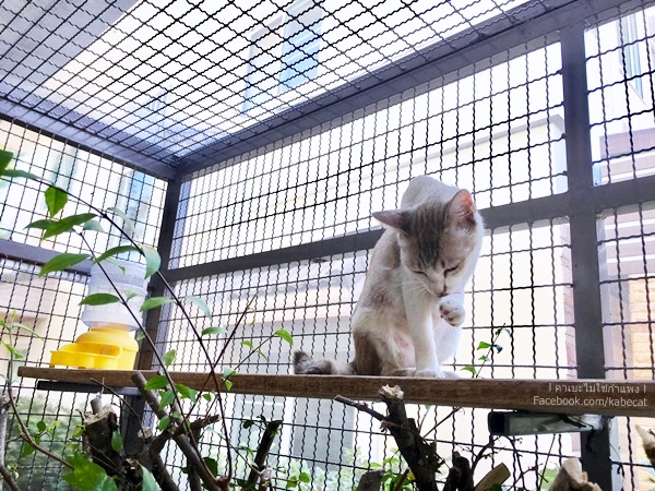 ทาสแมว ทาสแมว