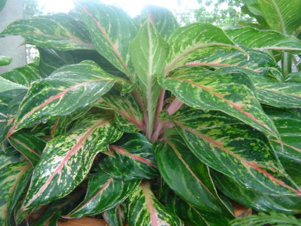 ต้นไม้เสริมดวง ต้นไม้เสริมดวง