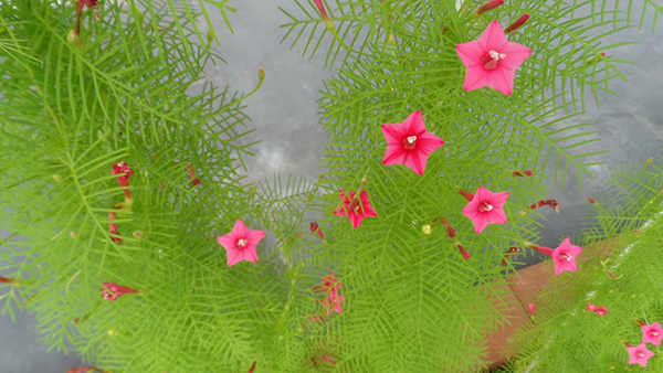 ไอเดียการจัดสวน