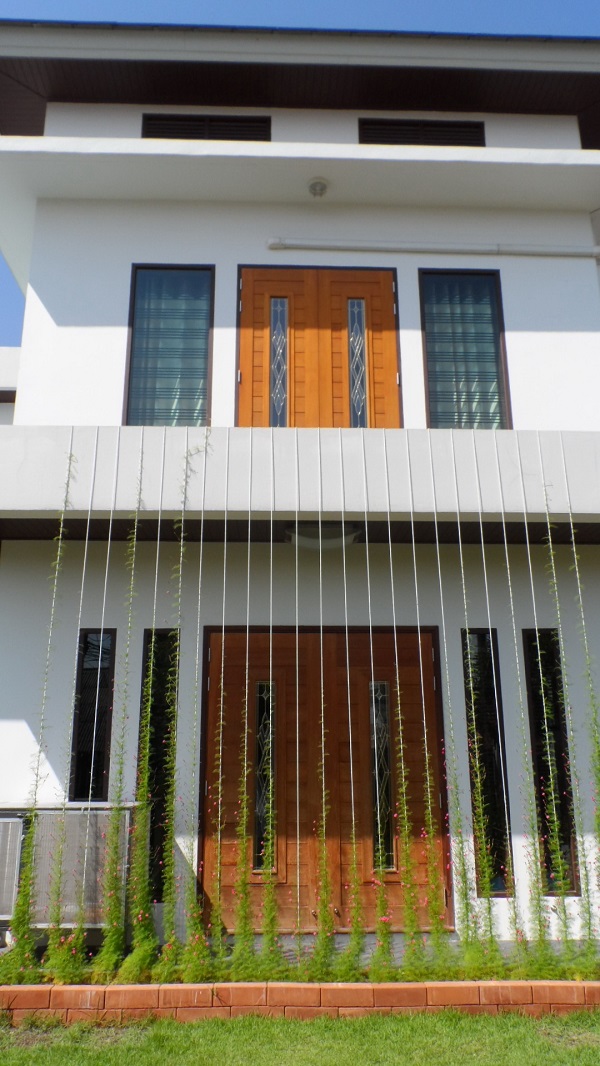 ปลูกไม้เลื้อย