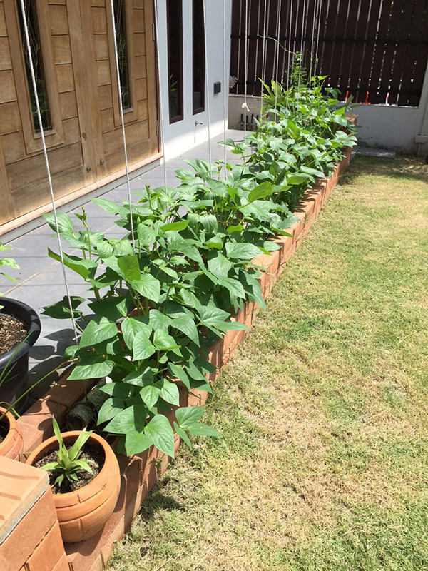 ไอเดียการปลูกผัก