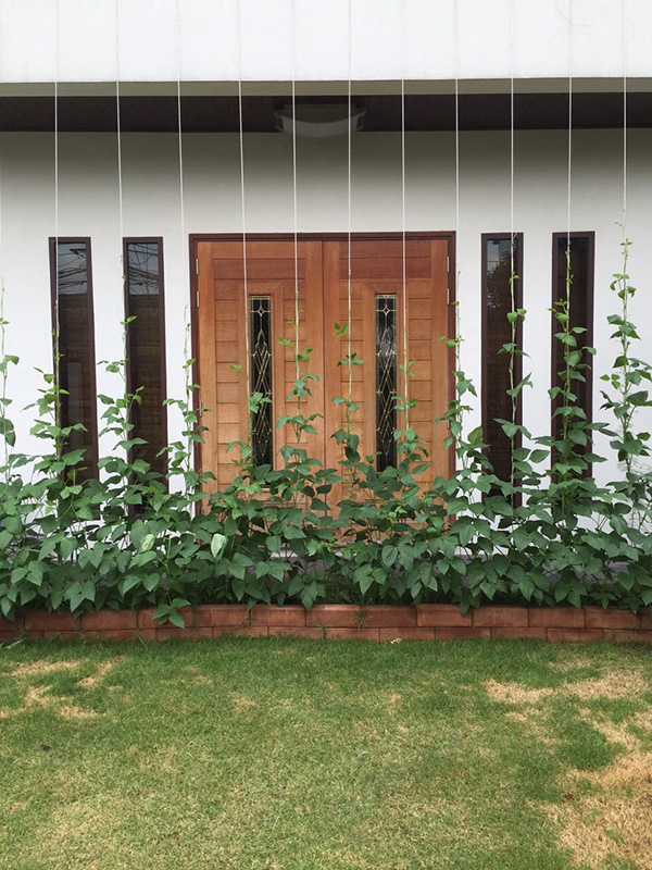 ปลูกไม้เลื้อย