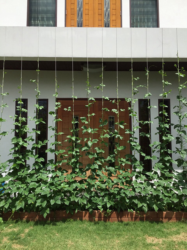 ไม้เลื่อยกันแดด