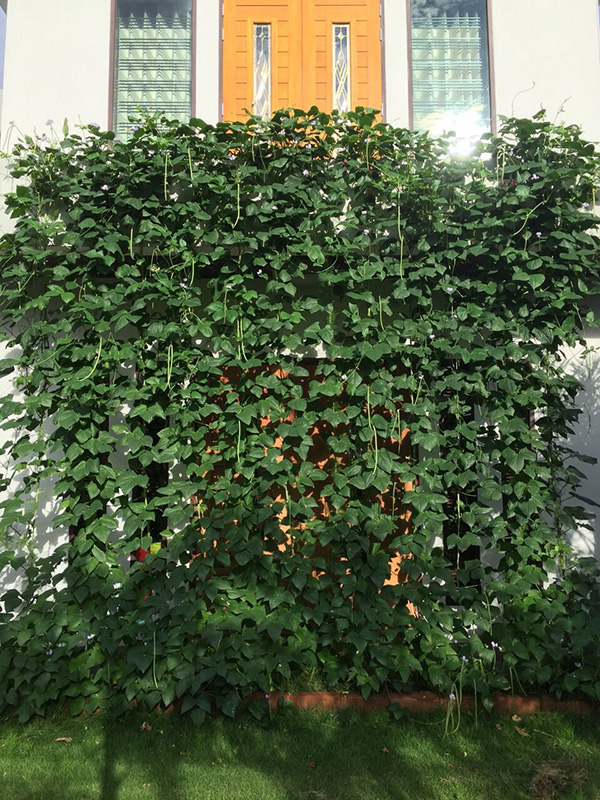 ไม้เลื้อยบังแดด