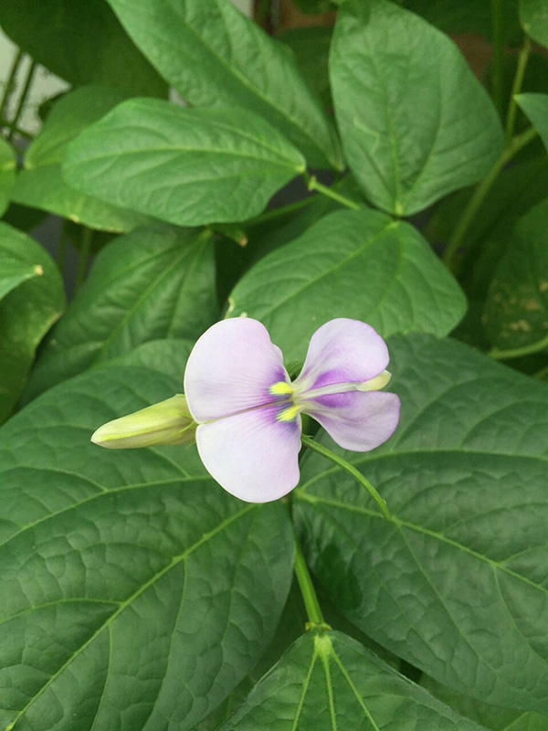 ปลูกผักสวนครัว