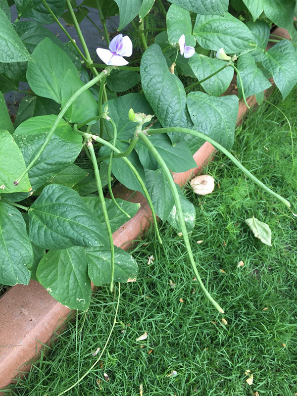 ไอเดียการแต่งบ้าน