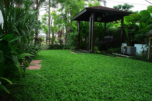 เรื่องน่ารู้ในการตัดหญ้า ชนิดต่างๆ