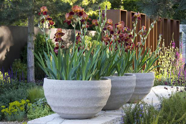 จ้ดสวนสวย ด้วยกล้วยไม้