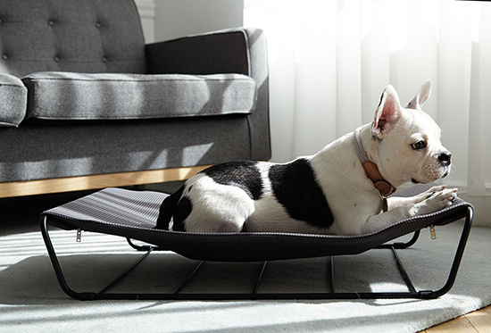 เฟอร์นิเจอร์ สัตว์เลี้ยง