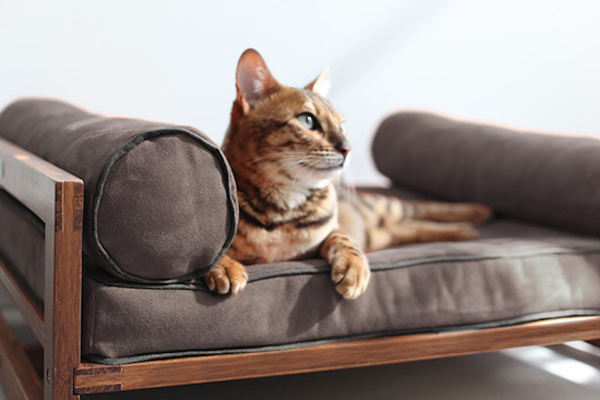 เฟอร์นิเจอร์ สัตว์เลี้ยง