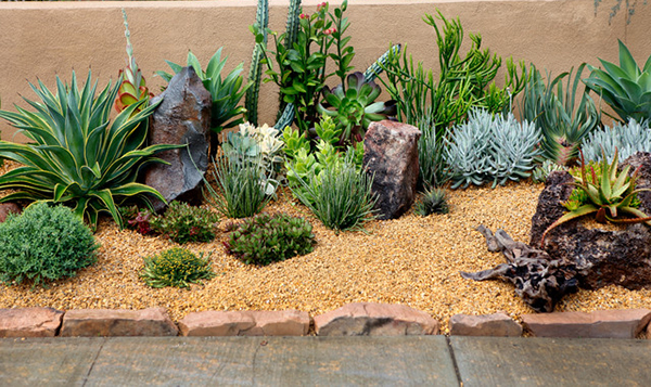 จัดสวนแคคตัส