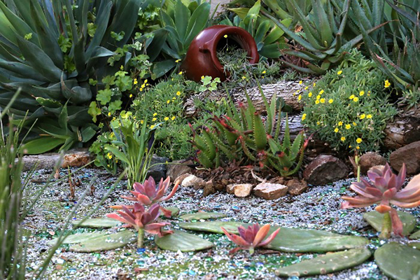 แต่งสวนด้วยแคคตัส