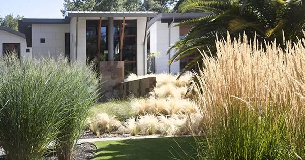 ต้นหญ้าจัดสวน