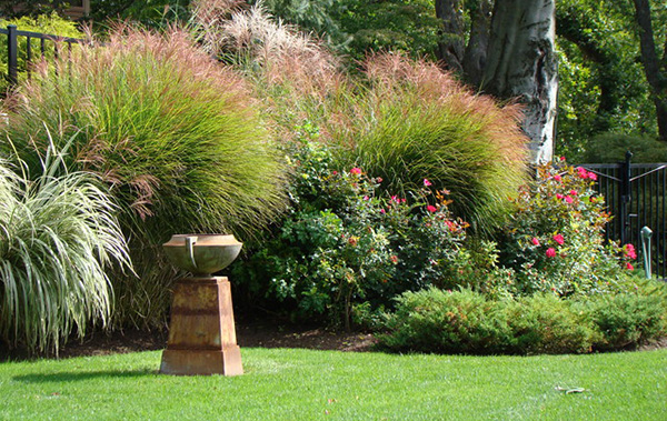 ต้นหญ้าแต่งสวน