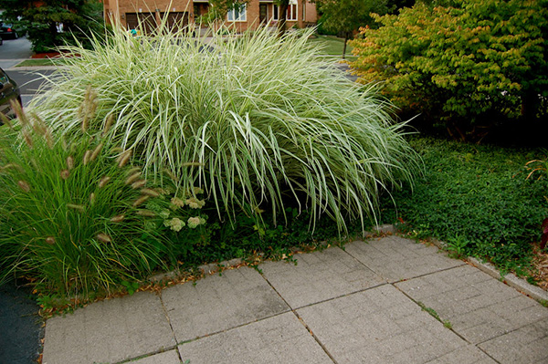 แต่งสวนด้วยต้นหญ้า