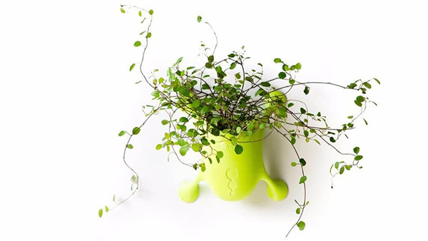 กระถางต้นไม้ติดกระจก