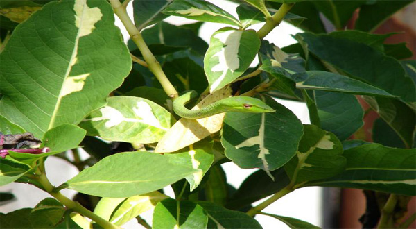 ต้นใบเงินไม้มงคลศักดิ์สิทธิ์