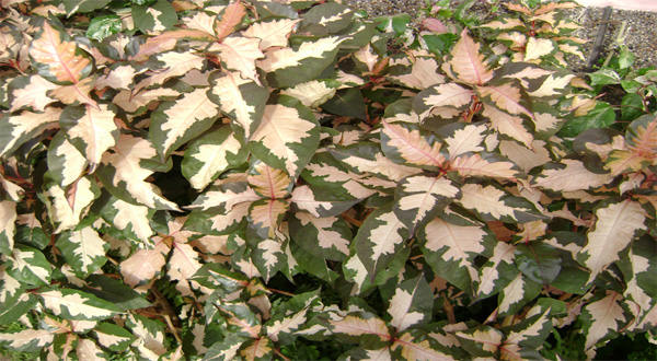 ปลูกใบนาคเสริมสิริมงคลทำให้มีเงินมีทอง