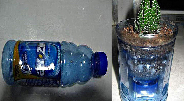 DIY ขวดน้ำ เป็นกระถางต้นไม้