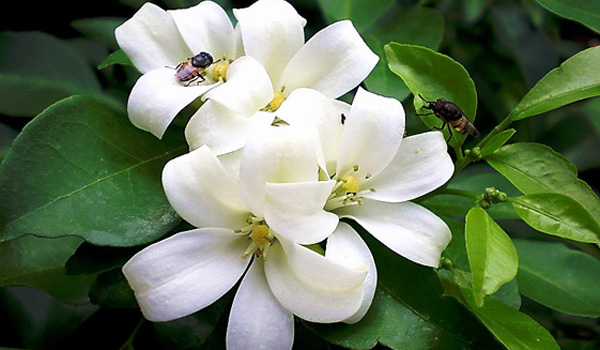 มาแนะนำต้นไม้มงคลที่ควรปลูกไว้ในบ้านกันค่ะ