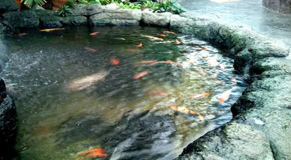 วิธีการทำบ่อปลาคาร์ฟ