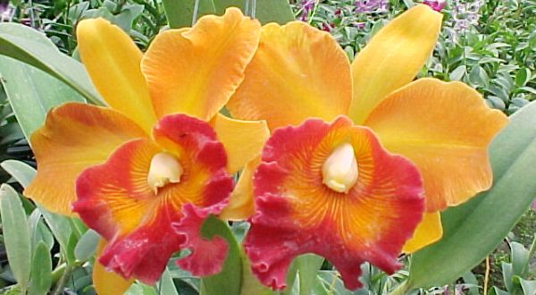 ไม้มงคล 9 อย่างที่ควรปลูกในบ้าน