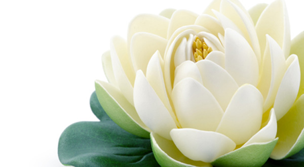 ดอกไม้ประจำวันเกิดจร้า