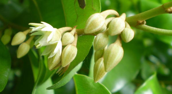 พิกุล ไม้มงคลเพื่อสุขภาพ