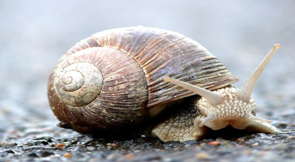 อันตราย 4 ตัวรุกรานในสวนสวย