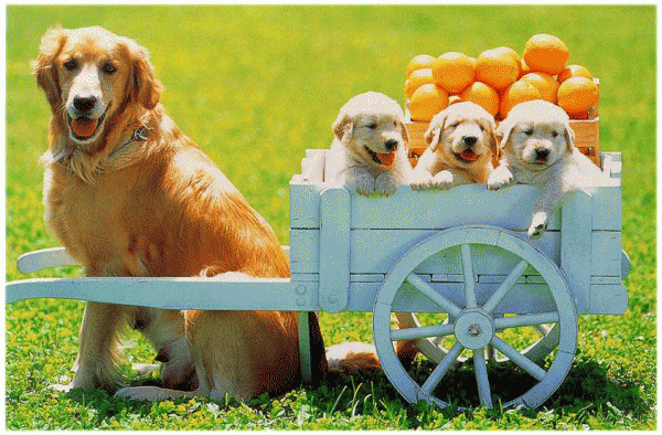 8 วิธีลดการแพ้ขนสุนัข