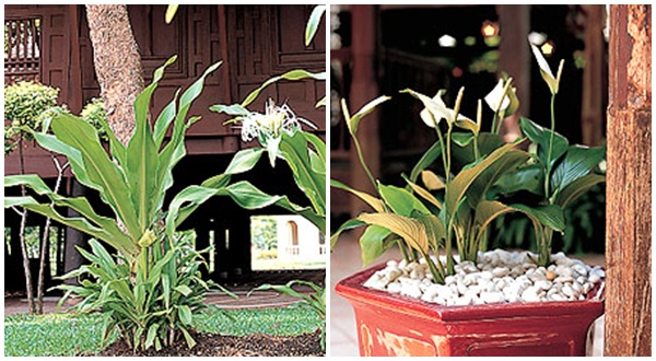 10 พรรณไม้กับบ้านไทย