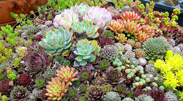 จัดสวนสวย ด้วยแคคตัส