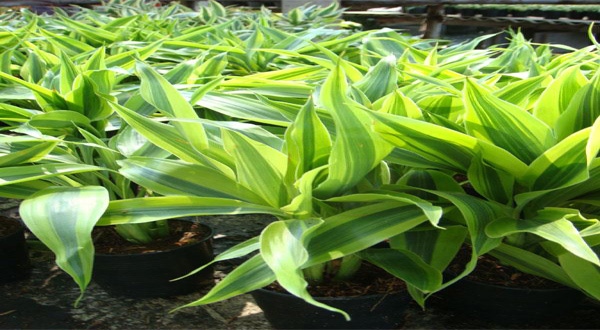 กวนอิมเงิน (หวายด่างหรืออ้อลาย)ไม้มงคล