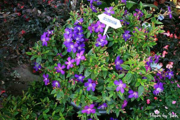 ต้นไม้เสริมบารมี