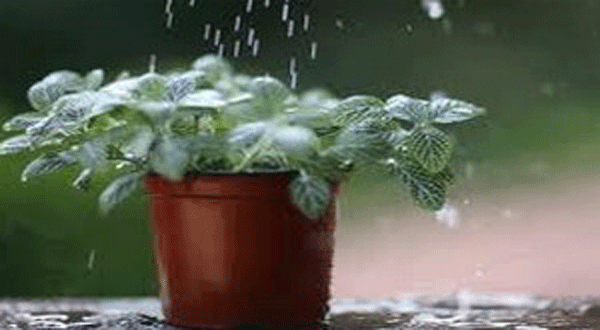 วิธีการดูแลต้นไม้รับหน้าฝน